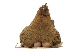 Broody hen